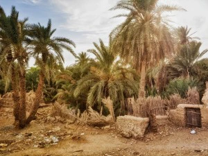 Straße mit Palmen in Kharga, Ägypten