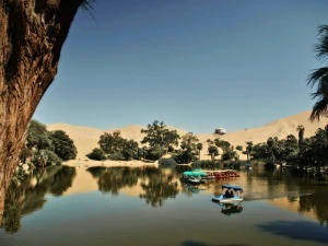 Palme in den Oase Siwa, Ägypten