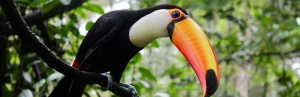 Tukan Sinharaja Regenwald