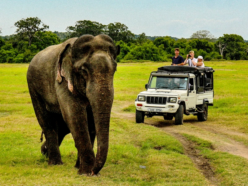 Elefanten Safari in Sri Lanka