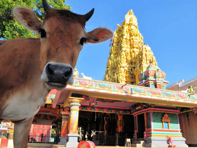 Kuh vor Hindu-Tempel in Jaffna in Sri Lanka