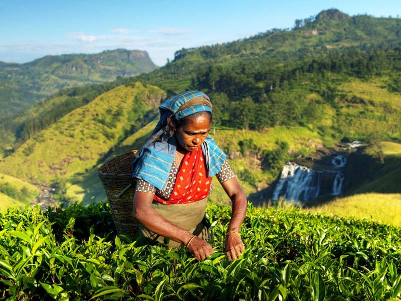 Teepflückerin in Sri Lanka