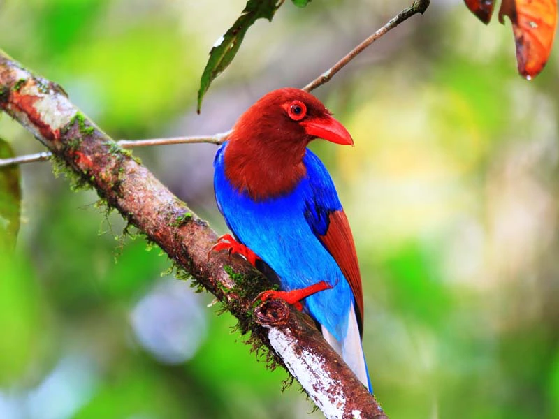 Ein bunter Bewohner des Sinharaja Regenwaldes in Sri Lanka