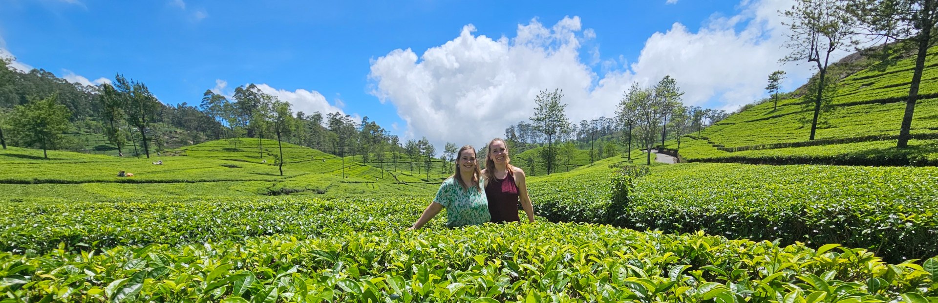 Touristen in einer Teeplantage in Sri Lanka