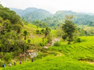 Wandergruppe an einem Fluss zwischen grünen Reisfeldern und in den Knuckles Mountains in Sri Lanka