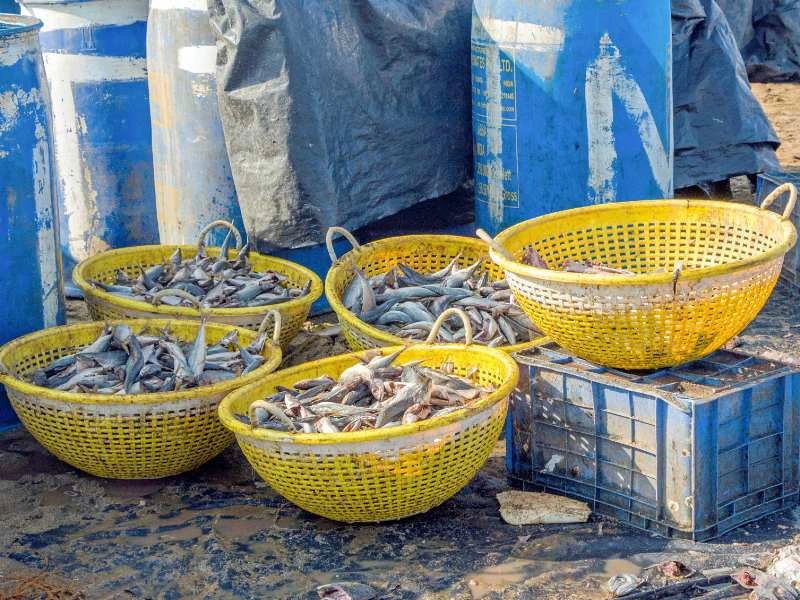 Fisch auf dem Markt in Negombo in Sri Lanka