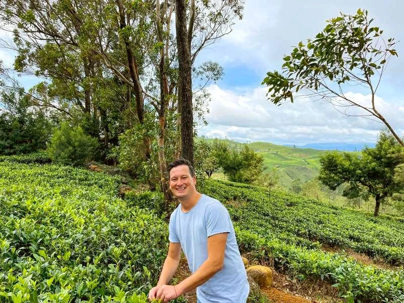 Reisender in Teefeld in Sri Lanka