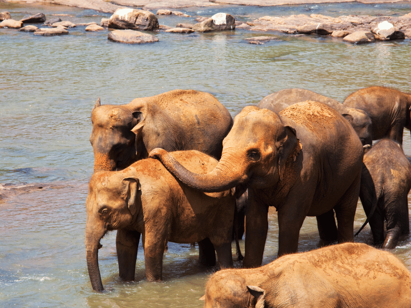 Elefanten baden in gal Oya