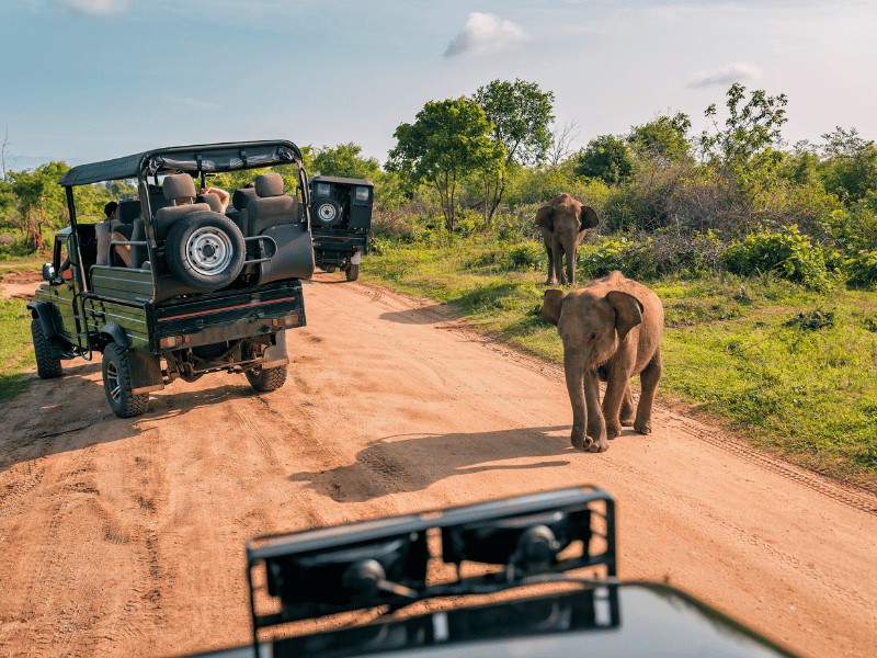 Safari im Yala Nationalpark