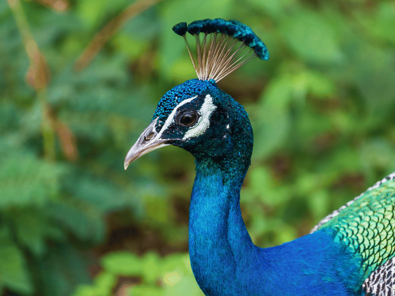Pfau im Yala Nationalpark