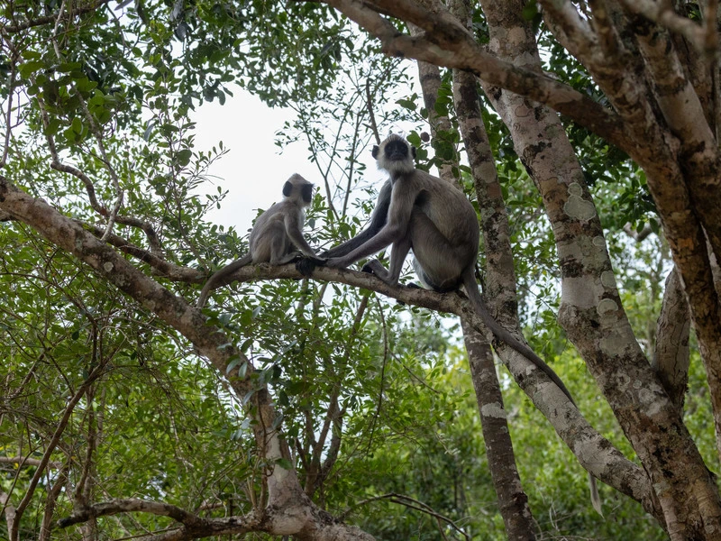 Affen auf einem Baum in der Umgebung von Ella