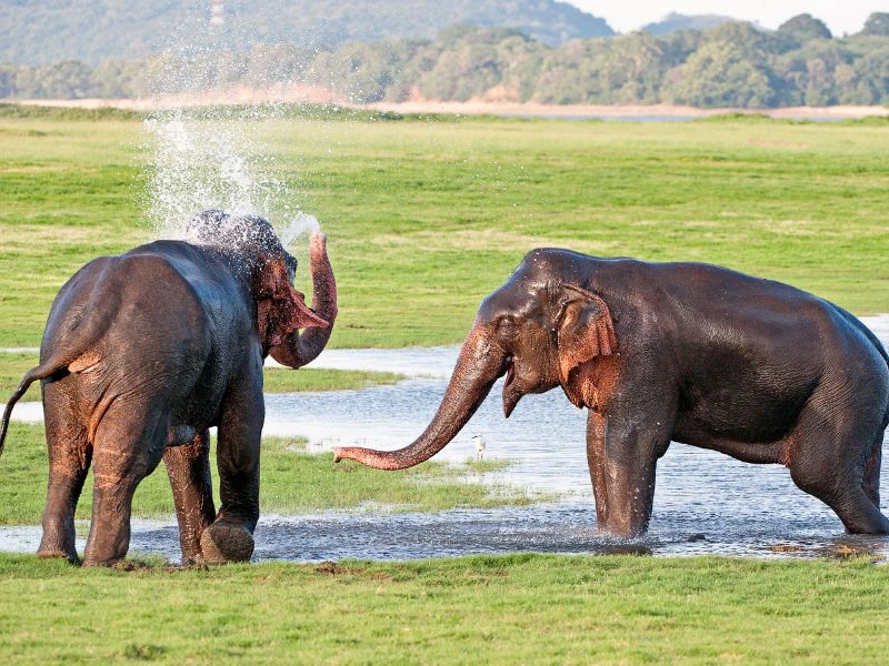 Elefanten im Minneriya Nationalpark