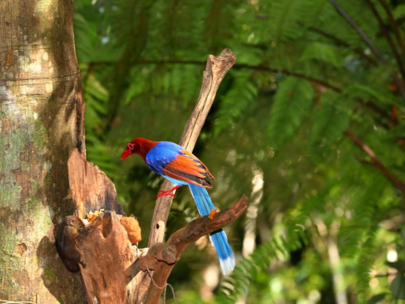 Vogel auf einem Baum im Sinharaja Nationalpark