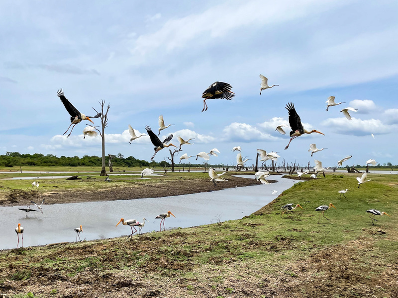 Vögel am Udawalawe Reservoir in Sri Lanka