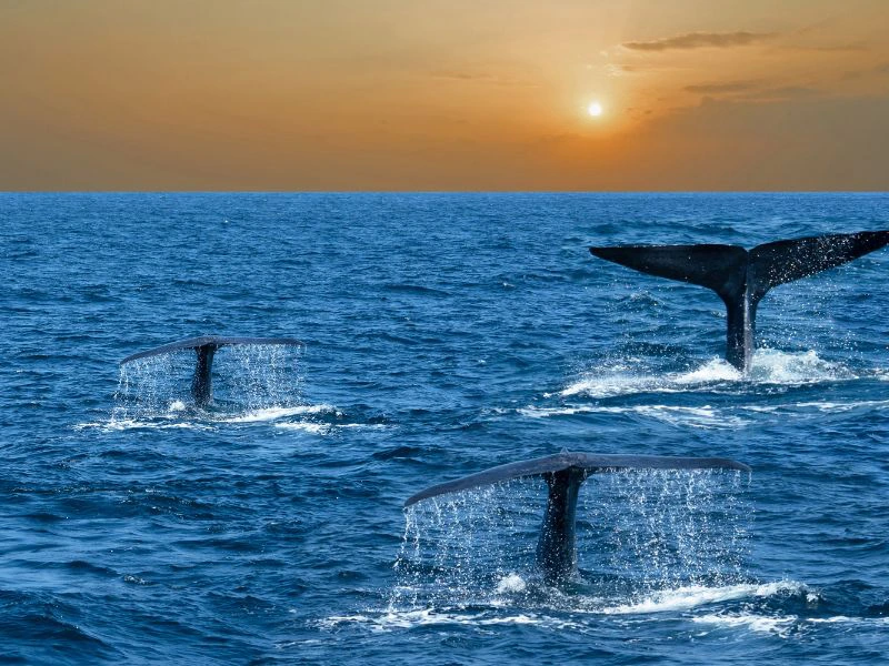 Walbeobachtungstour in Mirissa