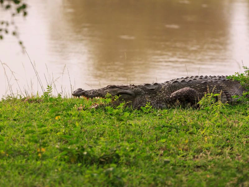 Krokodil im Yala Nationalpark