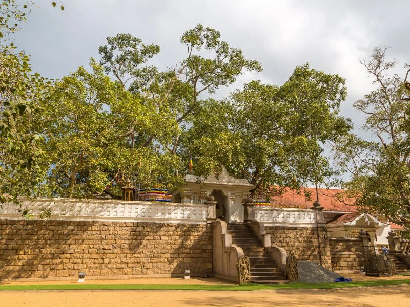 Bodhi Baum in Sri Lanka
