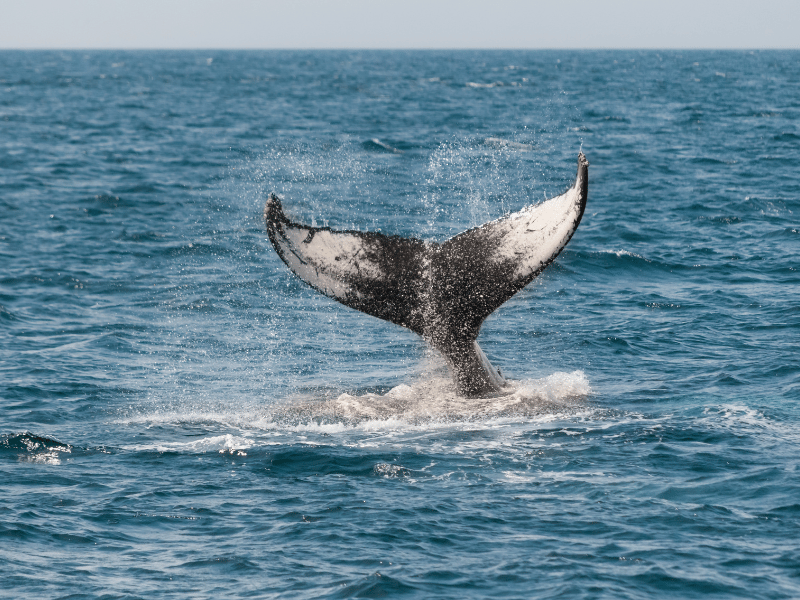 Walflosse im Meer von Sri Lanka