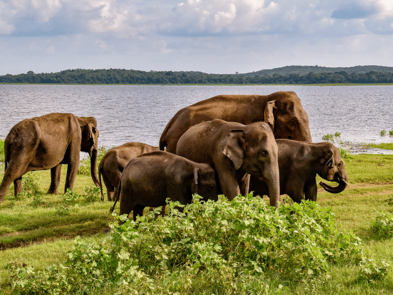 Elefanten im Udawalawe Nationalpark