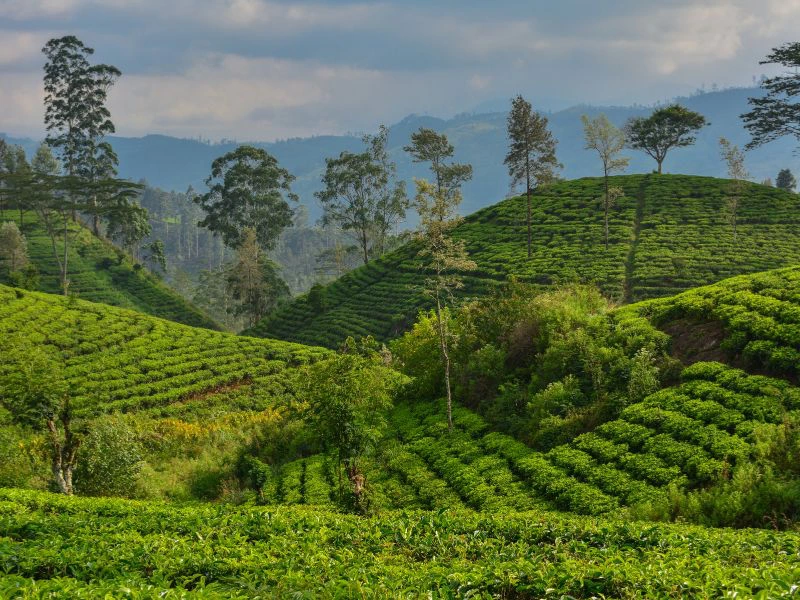 Teeplantagen in Sri Lanka