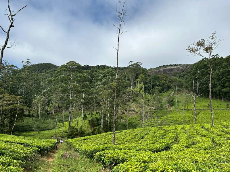 Grüne Teefelder in Sri Lanka