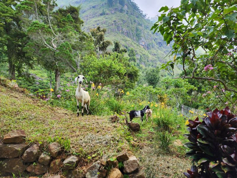 Ziegen am Pekoe Trail in Sri Lanka