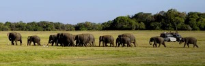 Elefanten im Minneriya Nationalpark