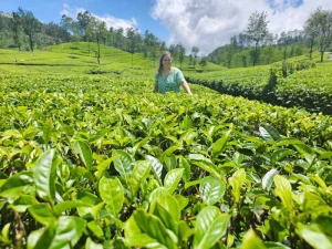 Frau in einer Teeplantage bei Haputale in Sri Lanka