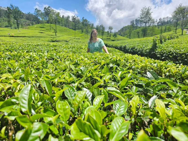 Frau in einer Teeplantage bei Haputale in Sri Lanka