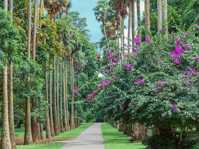 Palmen Allee im Botanischen Garten in Kandy, Sri Lanka