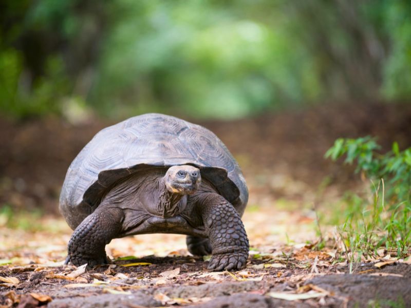 Schildkröte auf den Galapagos Inseln