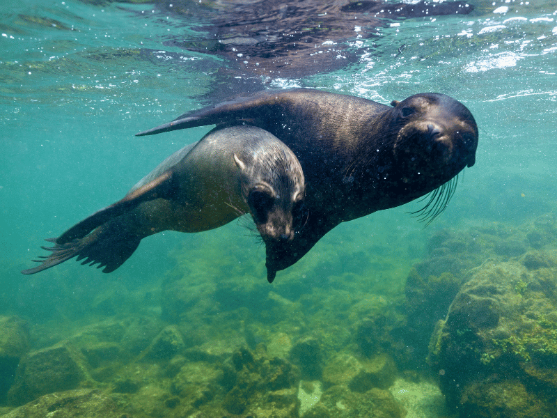 Seelöwen im Wasser bei San Cristobal