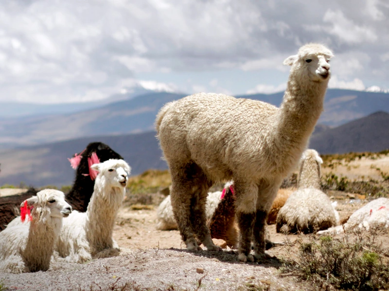 Alpaka-Herde in Peru