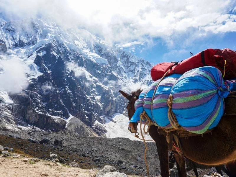 Pferd auf dem Salkantay Trail in Peru