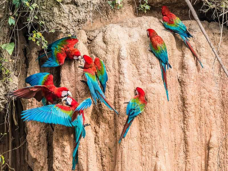 Aras im Dschungel in Puerto Maldonado in Peru