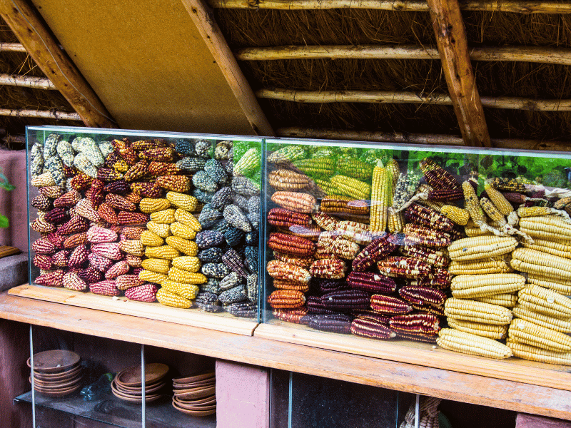 verschiedene Maissorten in Peru