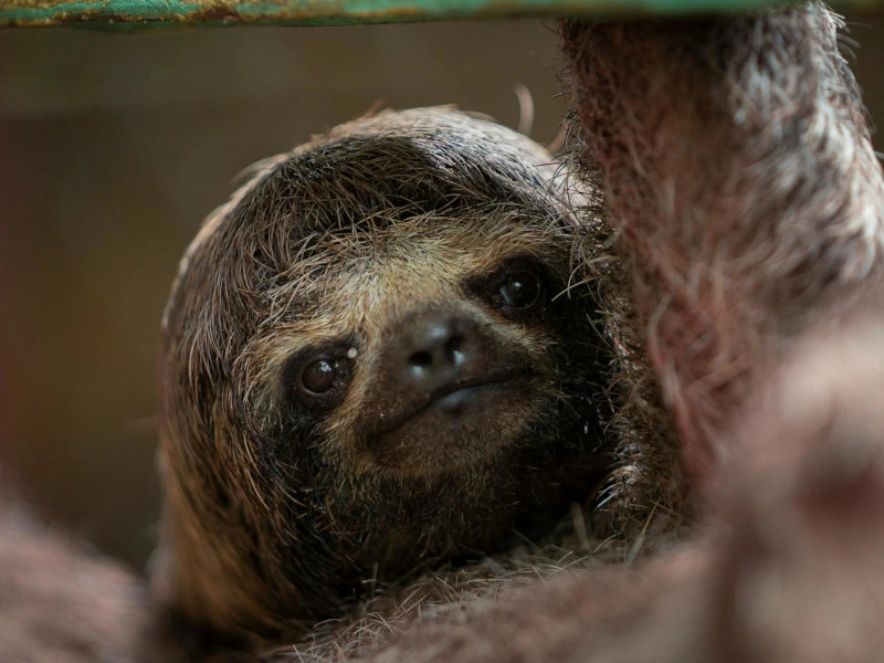 Ein Faultier auf einem Ast im Amazonas Peru