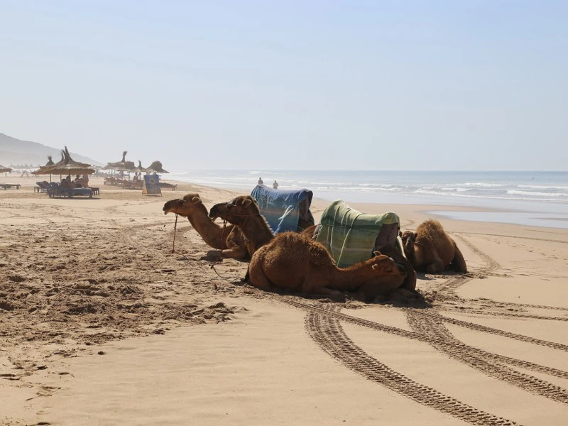 Kamele am Strand von Essaouiura