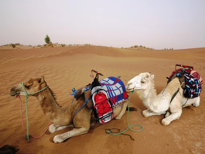 Kameltour Zagora Marokko