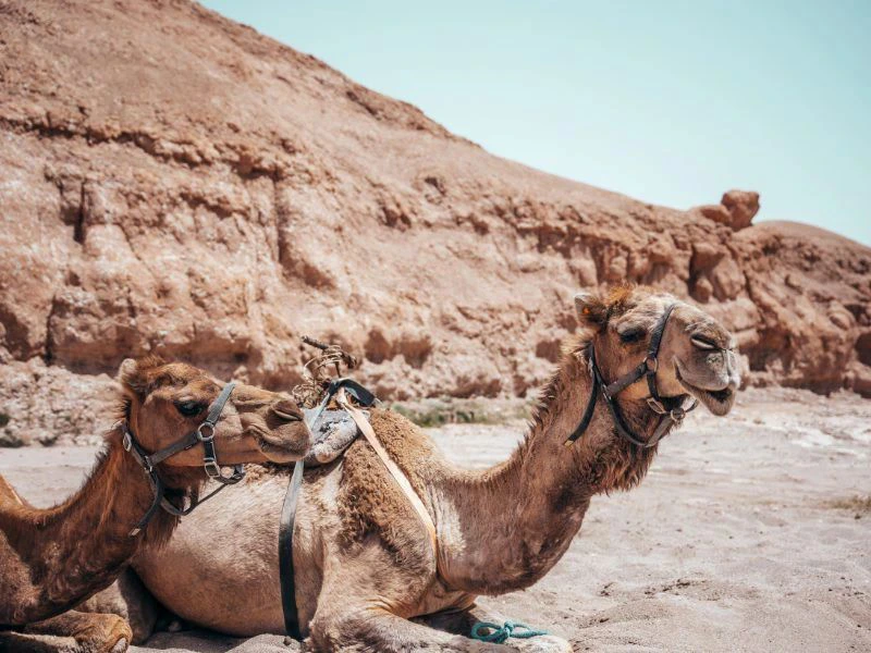 Kamel in der Agafay Wüste Marokko
