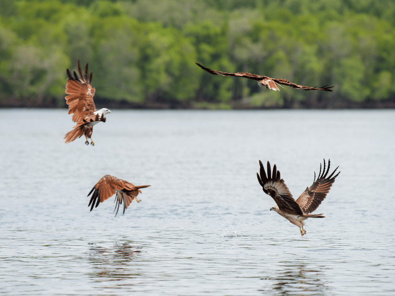 Adler im Nationalpark auf Langkawi, Malaysia