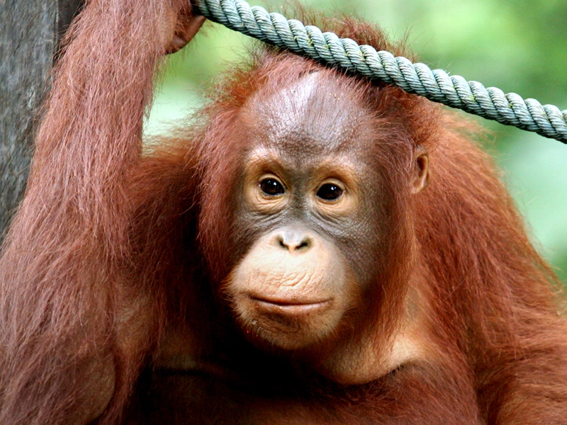 Orang Utan in Malaysia