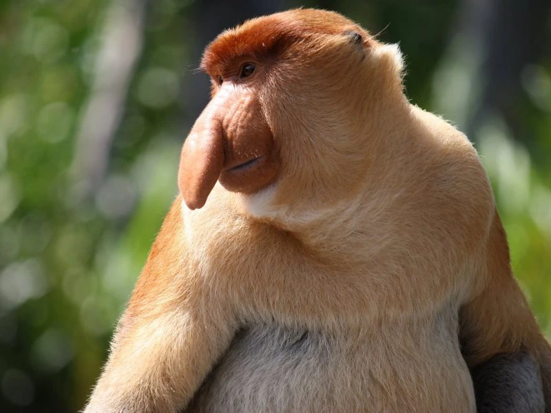 Der Bako Nationalpark auf Borneo ist bekannt für seine Nasenaffen