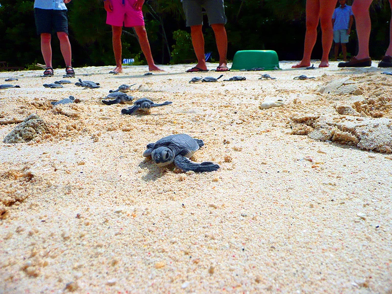 Schildkröte im Sand auf Selingan