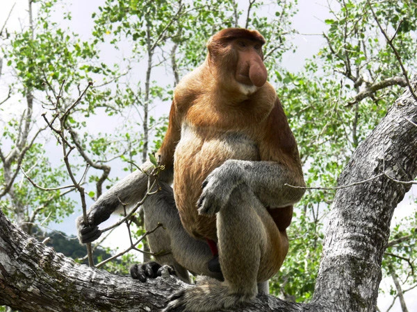 Nasenaffe im Bako Nationalpark