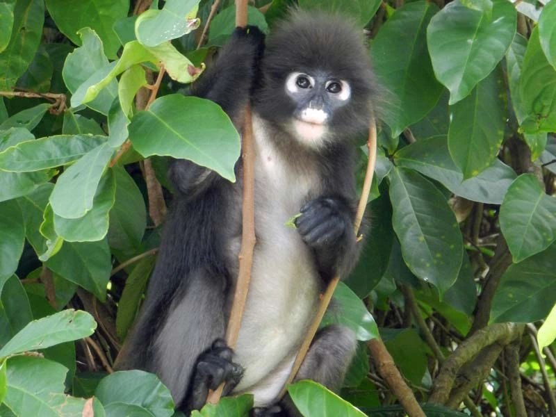 Affe in Malaysia im Baum