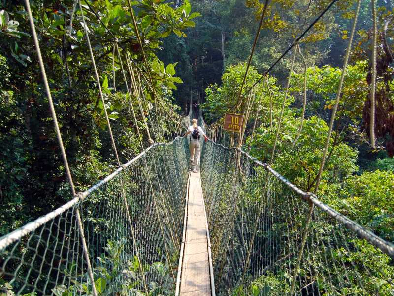 Canopywalk in Taman Negara in Malaysia