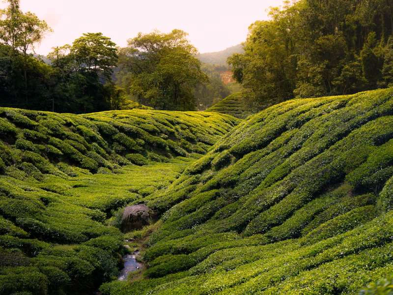 Teehügel in den Cameron Highlands in Malaysia
