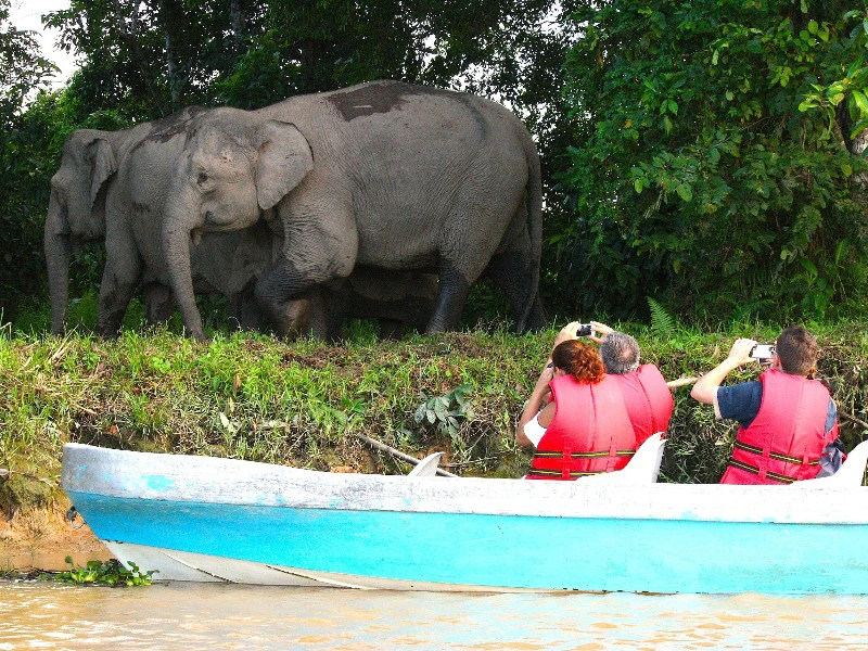 Bootsfahrt am Kinabatangan River