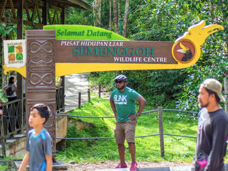 Orang Utan Reserve Semenggoh in Borneo